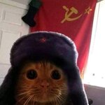 Котик-коммунист